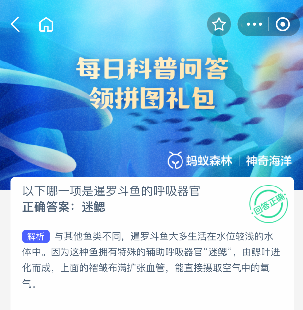 2025年8月11日蚂蚁森林神奇海洋答案：暹罗斗鱼的呼吸器官是什么-景澄手游网