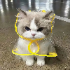 魔法师Emma的头像-赫兹号卡网-赫兹通讯