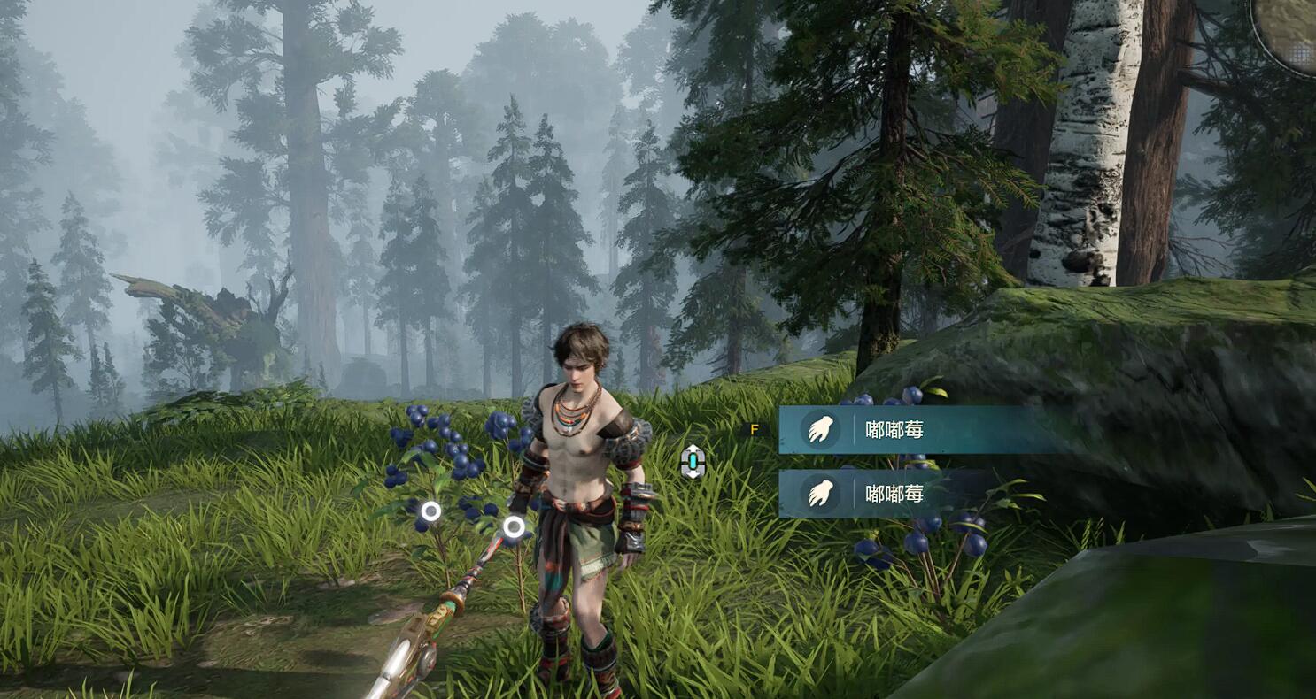 荧光菇种植区域