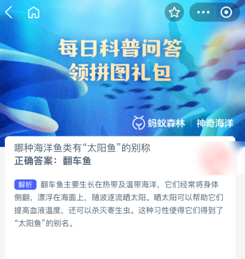 翻车鱼晒太阳