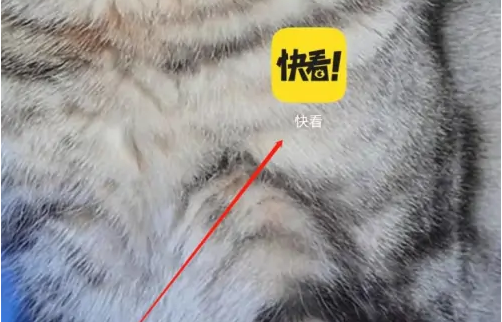 启动快看漫画app