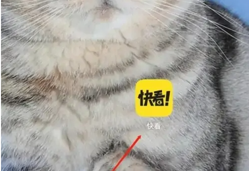 启动快看漫画应用