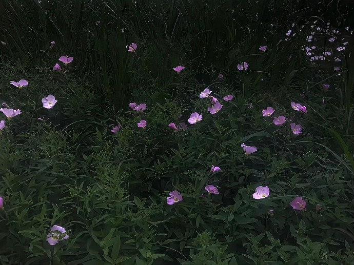 反差萌昵称示例