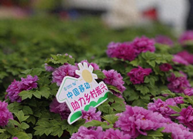 菏泽牡丹如何绽放新光彩?数智化赋能来解答-赫兹号卡网-赫兹通讯