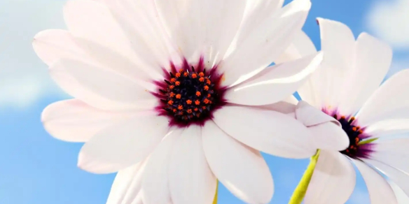 2025英雄联盟女生昵称指南：100个简短好听昵称的深度解析与精选推荐