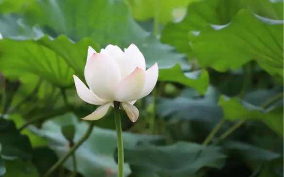 2025英雄联盟女生昵称指南：100个简短好听昵称的深度解析与精选推荐